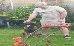 Belgian Shepherd Dog dogs for sale: Belgian Malinois x Dutch - Female 4 Yrs - Image 7