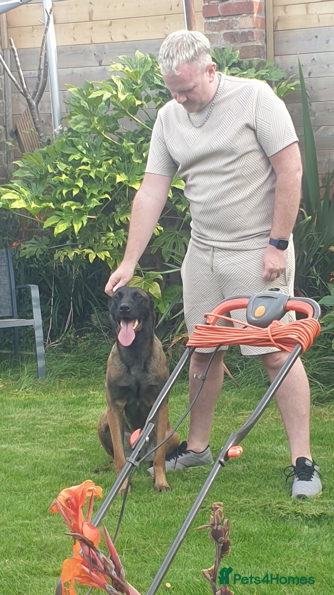 Belgian Shepherd Dog dogs for sale: Belgian Malinois x Dutch - Female 4 Yrs - Image 7