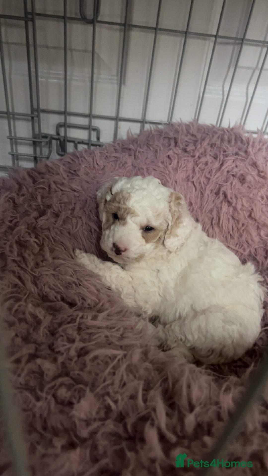 Toy Poodle dogs for sale: Beautiful phanotom toy poodle boys  - Advert 2