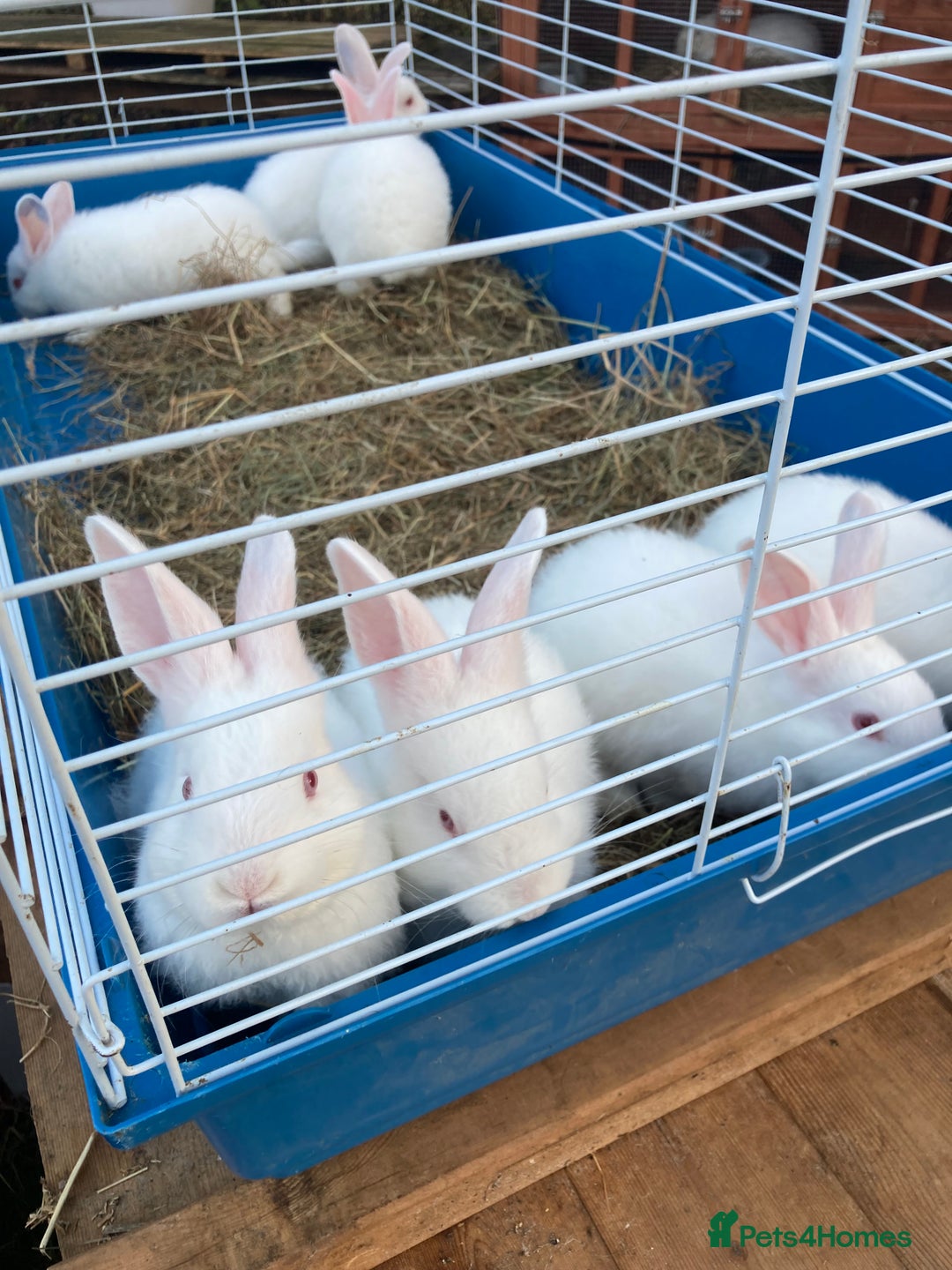 New Zealand rabbits for sale: Amazing New Zealand whites - Advert 3