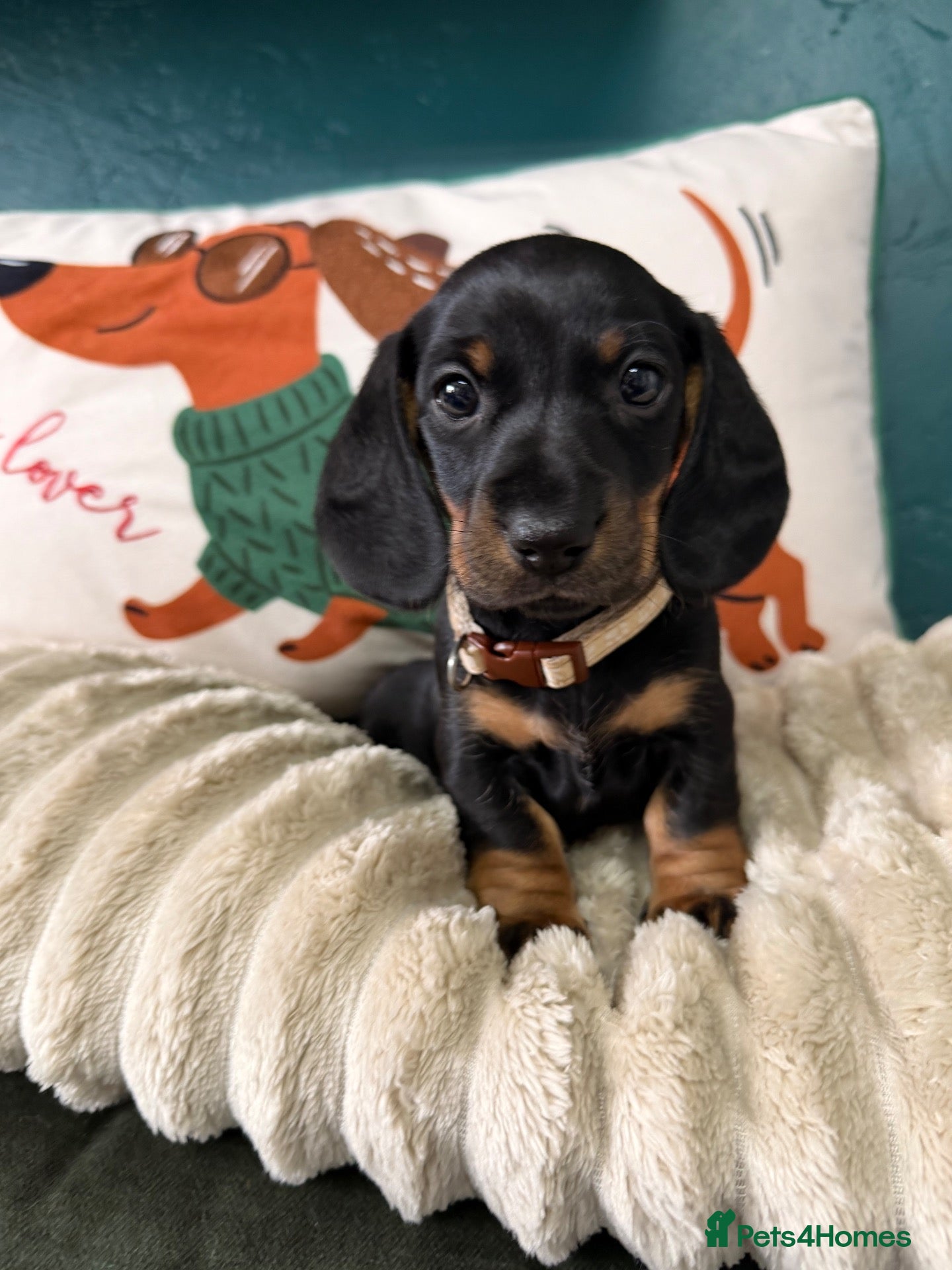 Dachshund dogs 1 adorable dachshund girl available  - Advert 1