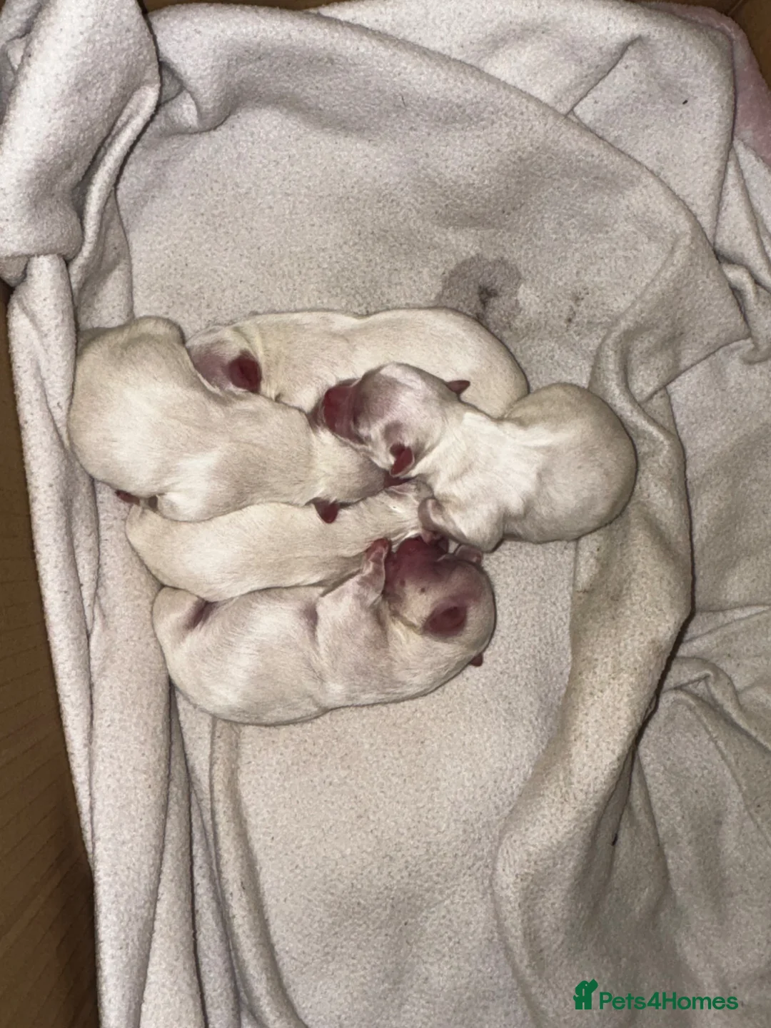 Maltese dogs for sale: Maltese Puppies - Advert 2