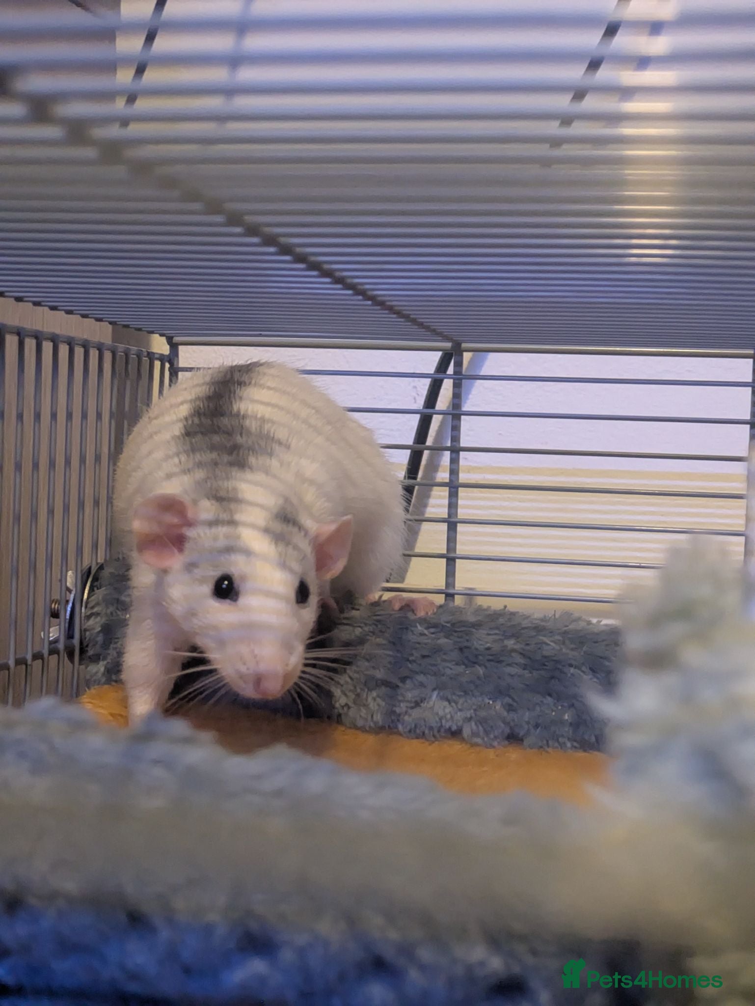 Rat rodents Two five month old male rats  - Advert 5