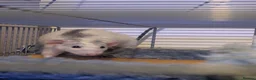 Rat rodents for sale: Two five month old male rats  in Thornton-Cleveleys - Advert 1