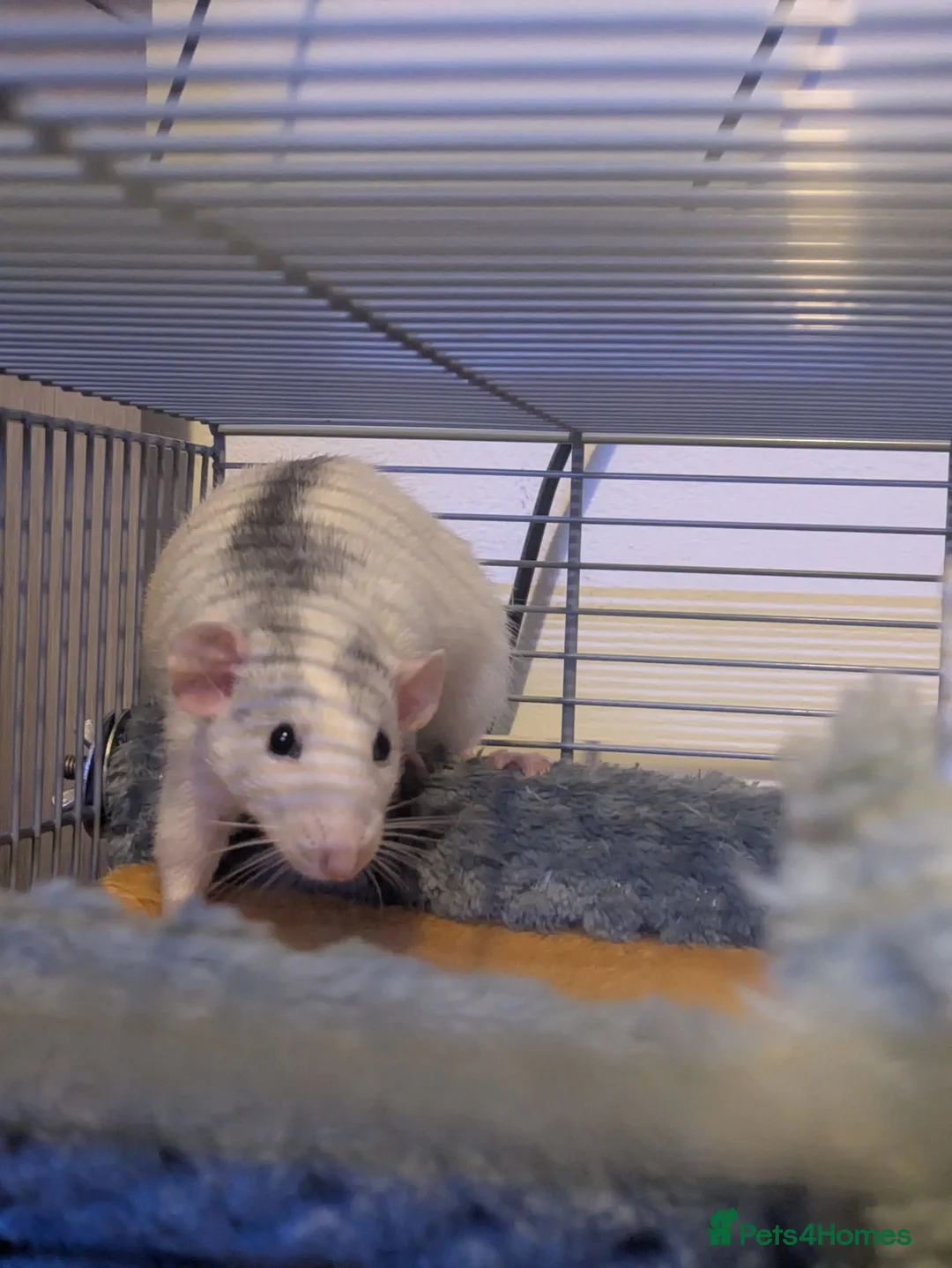 Rat rodents for sale: Two five month old male rats  in Thornton-Cleveleys - Advert 1