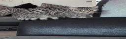 British Shorthair cats for sale: British shorthair cross kittens. Silver striped in Sutton-in-Ashfield - Advert 11