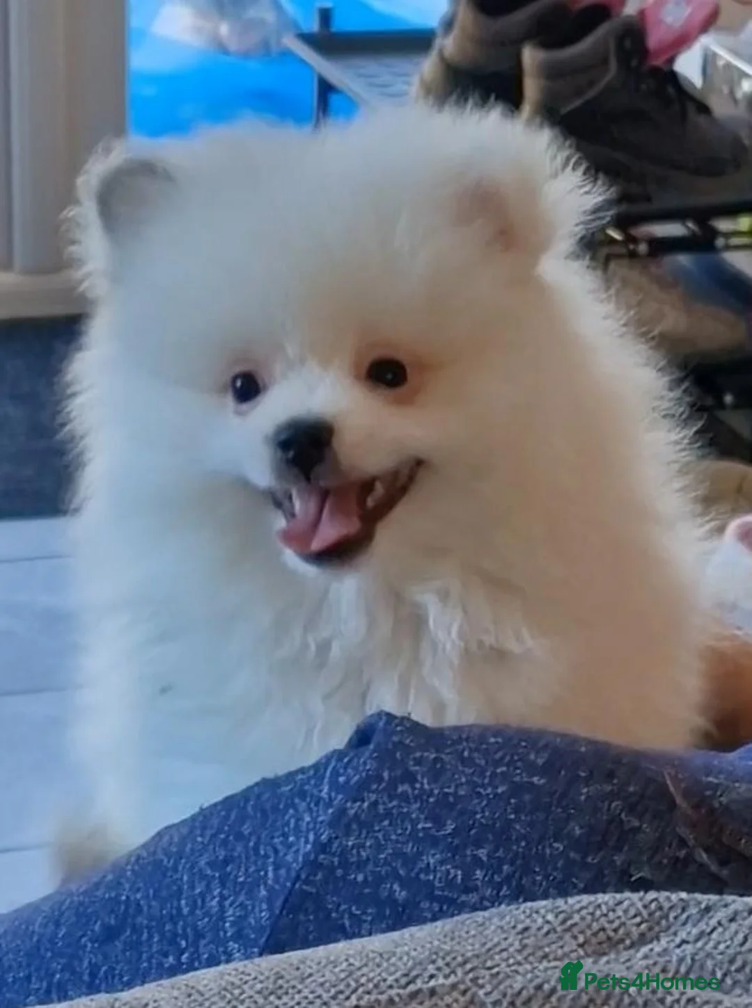 Mixed Breed dogs for sale: 3/4 Pomeranian x 1/4 pekingnese boys only left - Advert 2