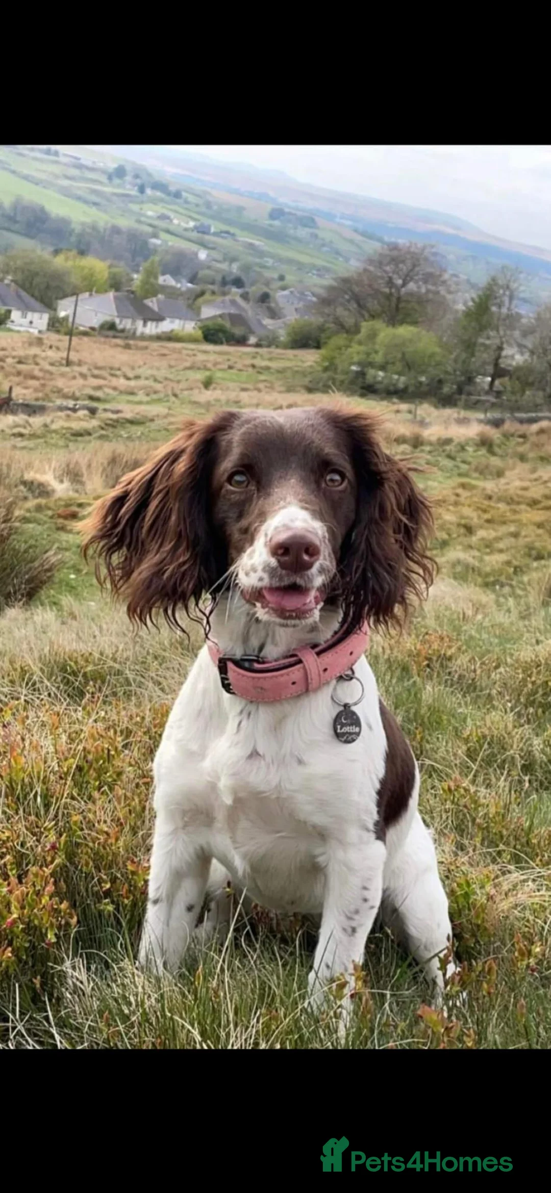 Sprocker dogs for sale: Sprocker Spaniels  - Advert 2