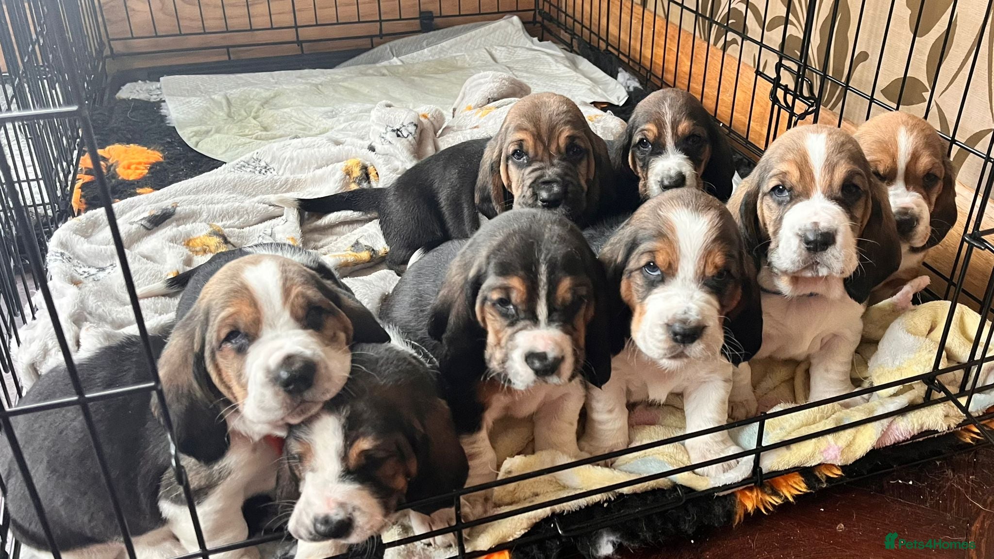 Basset Hound dogs Basset Hound Pups for sale - Advert 3