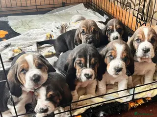 Basset Hound dogs Basset Hound Pups for sale - Advert 3