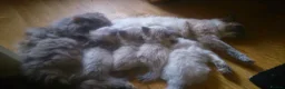 Ragdoll cats for sale: Seal point ragdoll girl  - Advert 2