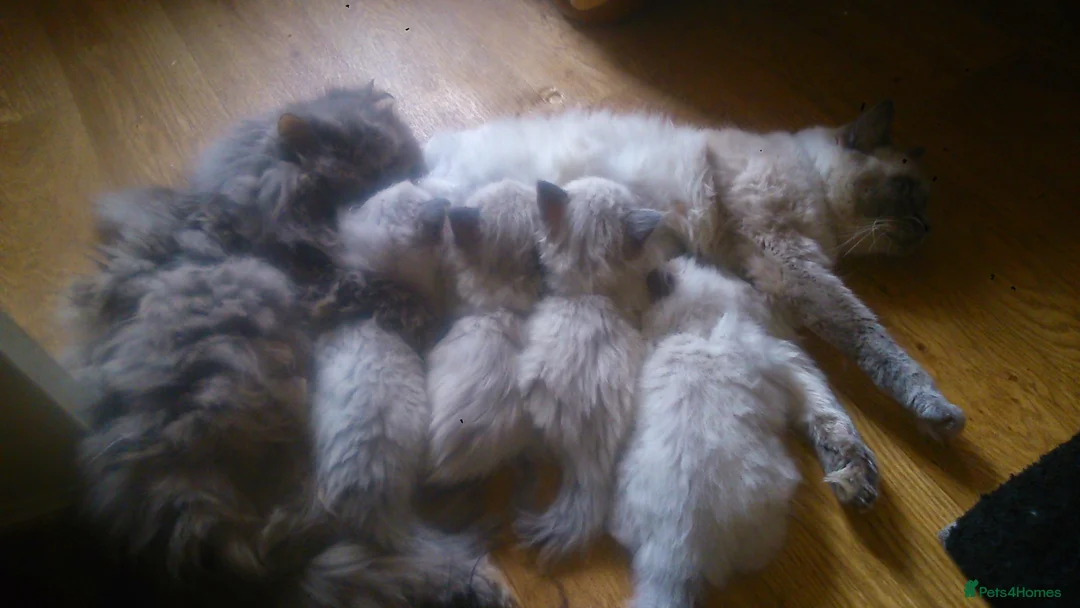 Ragdoll cats for sale: Seal point ragdoll girl  - Advert 2