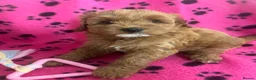 Cockapoo dogs for sale: F1b cockapoo, Ready to leave   - Advert 8