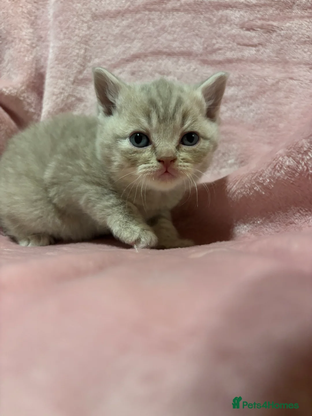 British Shorthair cats for sale: British shorthair/scottish fold - Advert 7