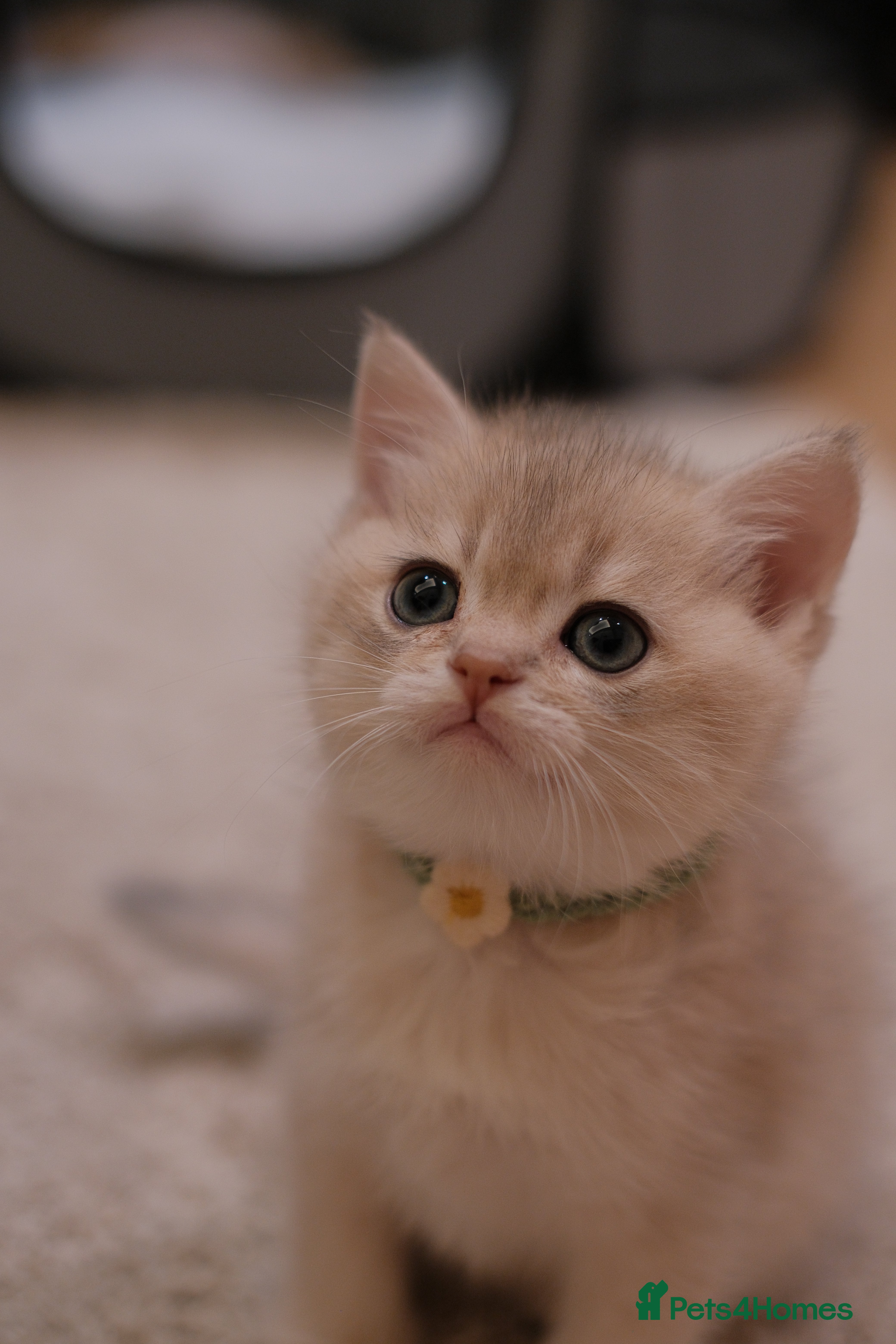 British Shorthair cats British Shorthair Blue Golden Kittens GCCF Line - Advert 2