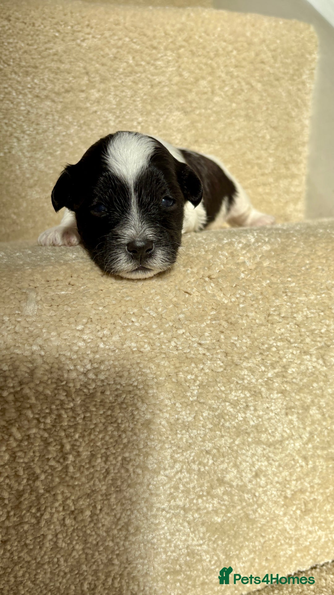 Lhasapoo dogs for sale: 9 stunning lhasapoo’s  - Image 24