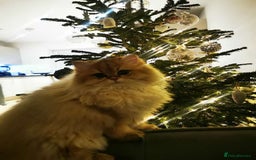 British Longhair cats for sale: Beautiful British Longhair - Image 7