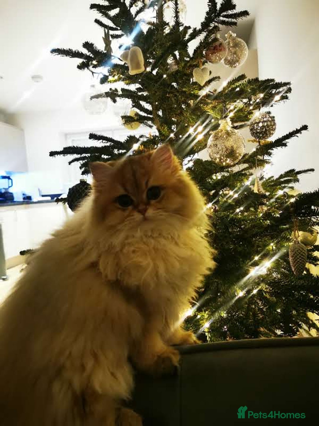 British Longhair cats for sale: Beautiful British Longhair - Image 7