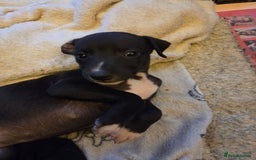 Whippet dogs for sale: 2 stunning purebred whippet ladies - Image 10