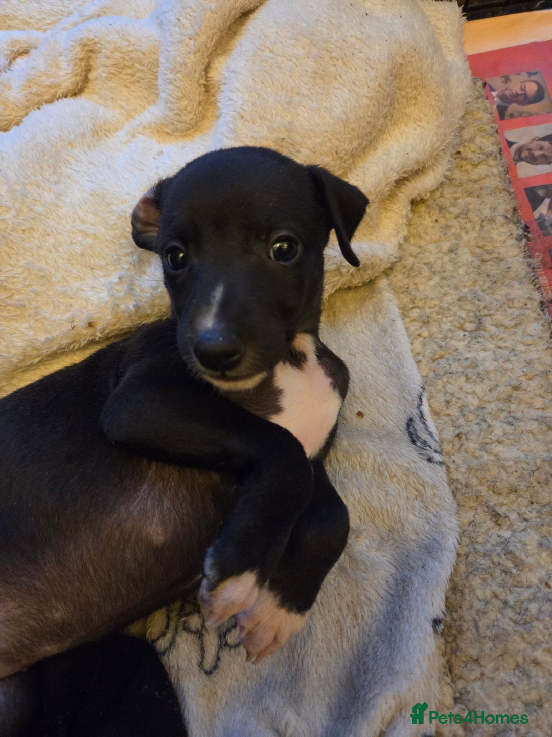 Whippet dogs for sale: 2 stunning purebred whippet ladies - Image 10