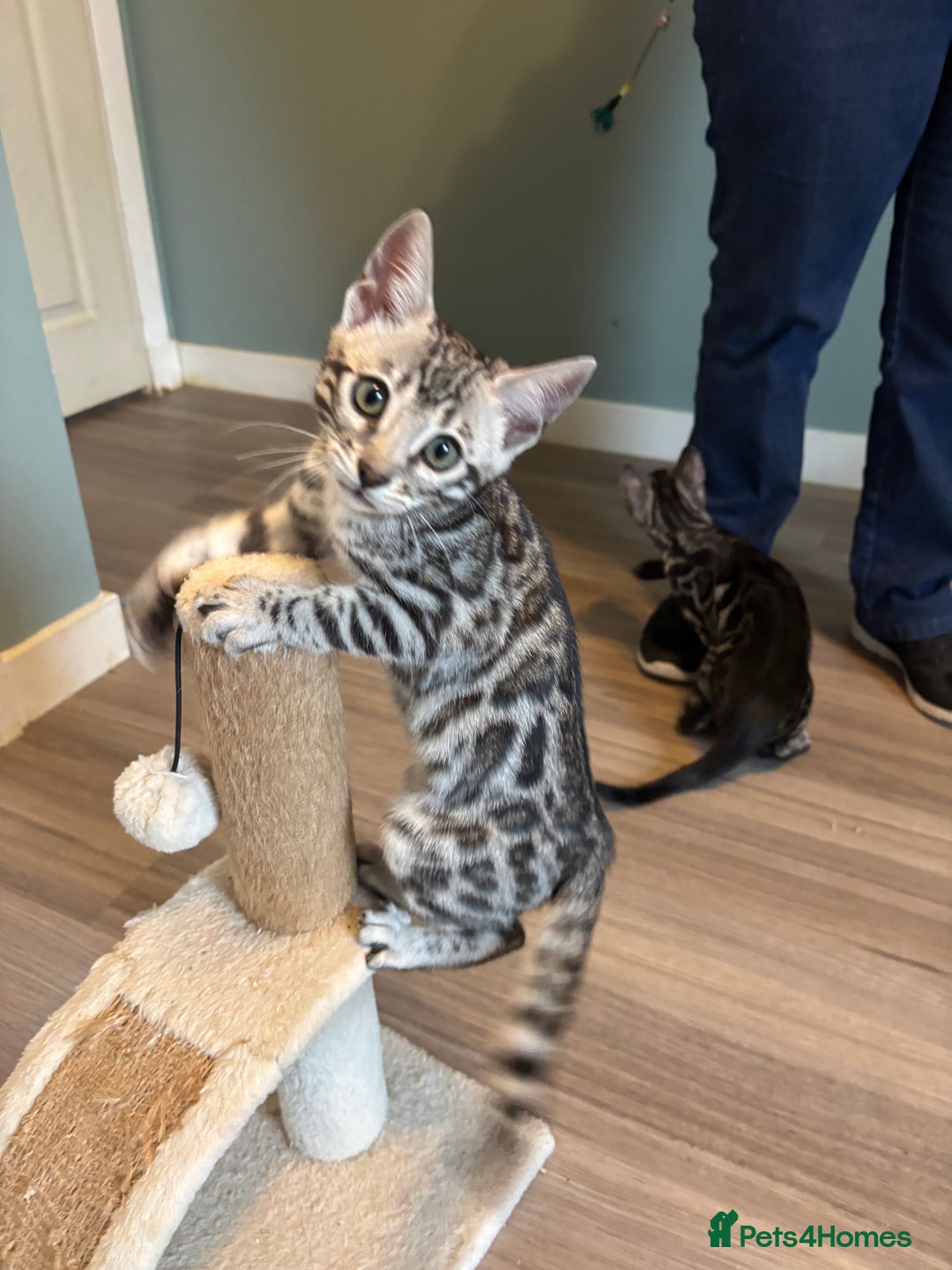 Bengal cats for sale: Stunning silver bengal girl  - Advert 8