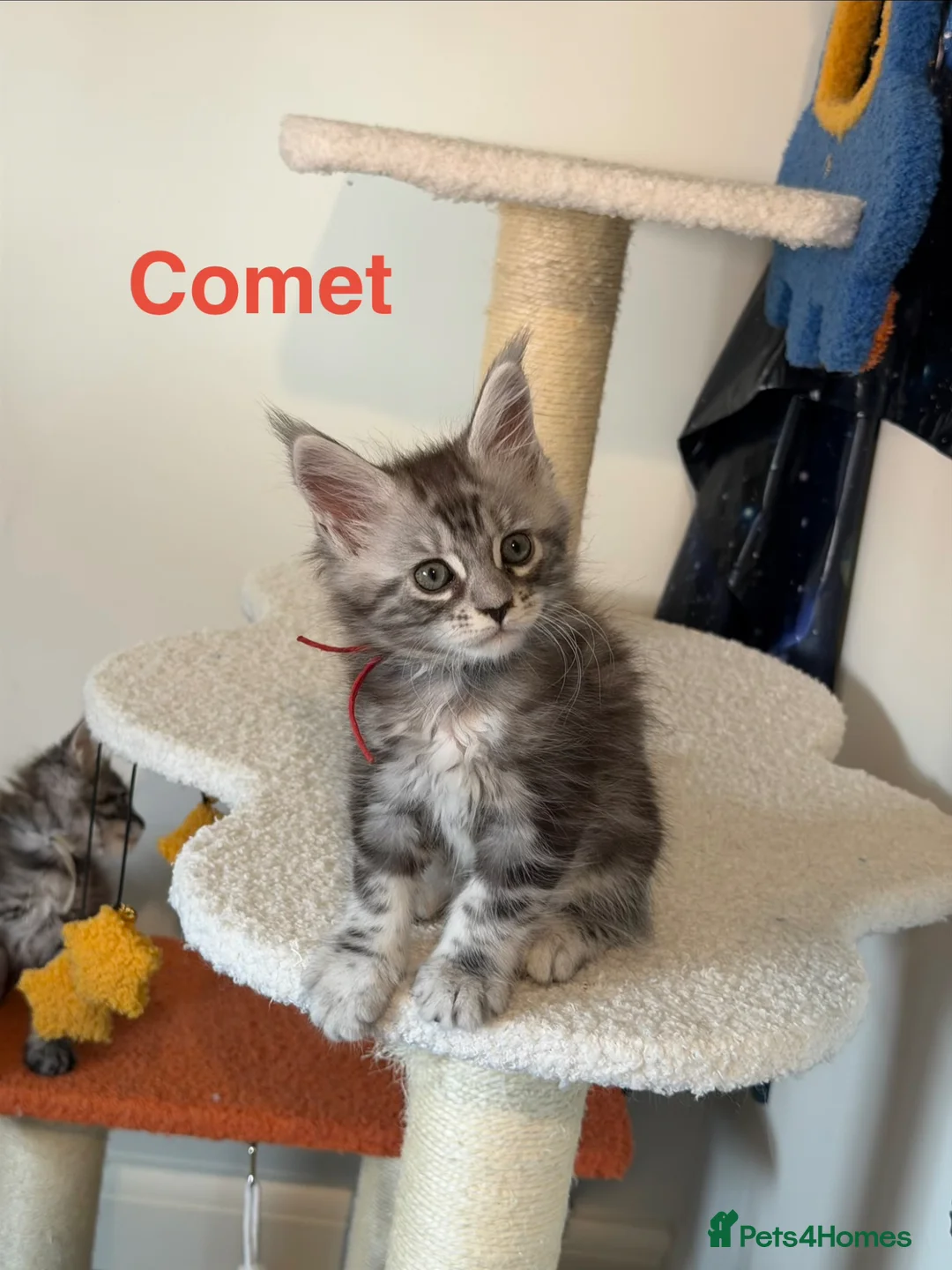 Maine Coon cats for sale: TICA Registered Maine Coon Kittens - Advert 2