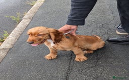 Cocker Spaniel dogs for sale: cocker spaniel puppy available - see description  - Image 3