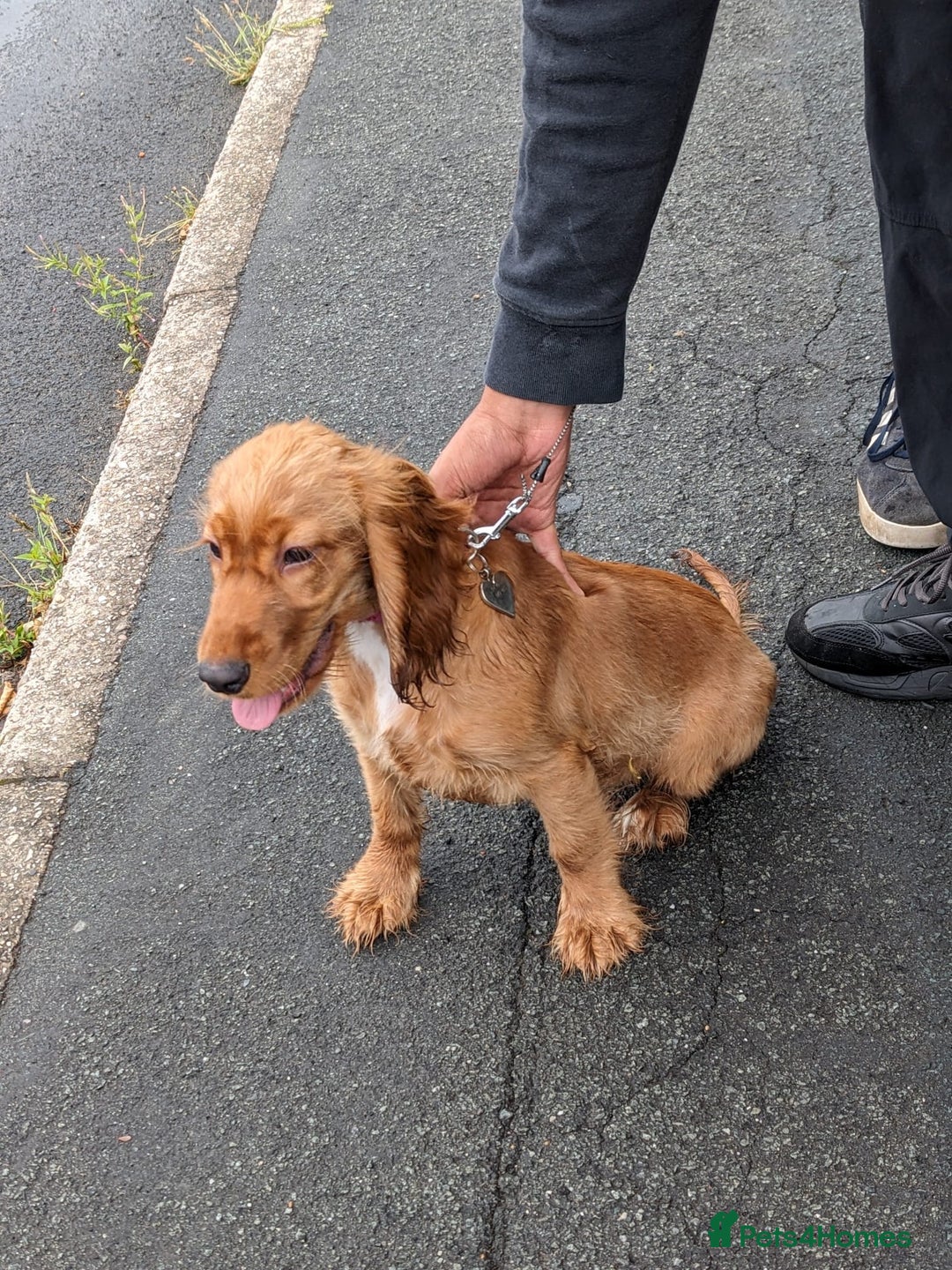 Cocker Spaniel dogs for sale: cocker spaniel puppy available - see description  - Image 3