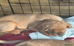 Labrador Retriever dogs for sale: Gorgeous Red Labrador Pups - Image 5