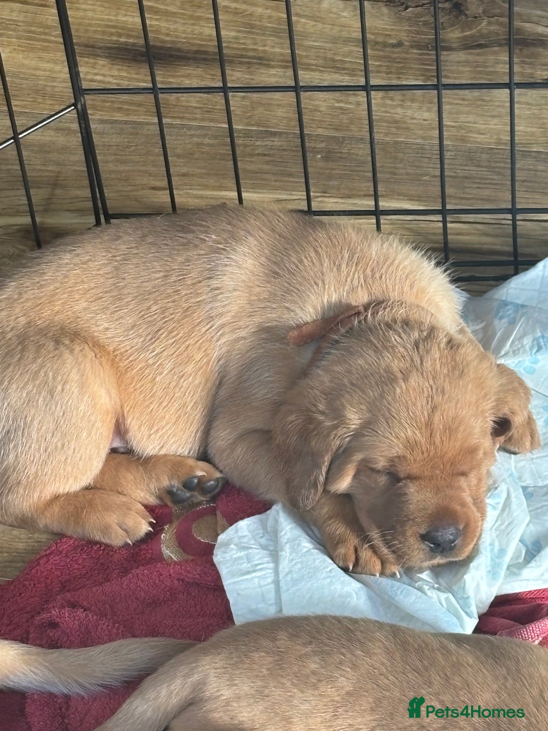 Labrador Retriever dogs for sale: Gorgeous Red Labrador Pups - Image 5