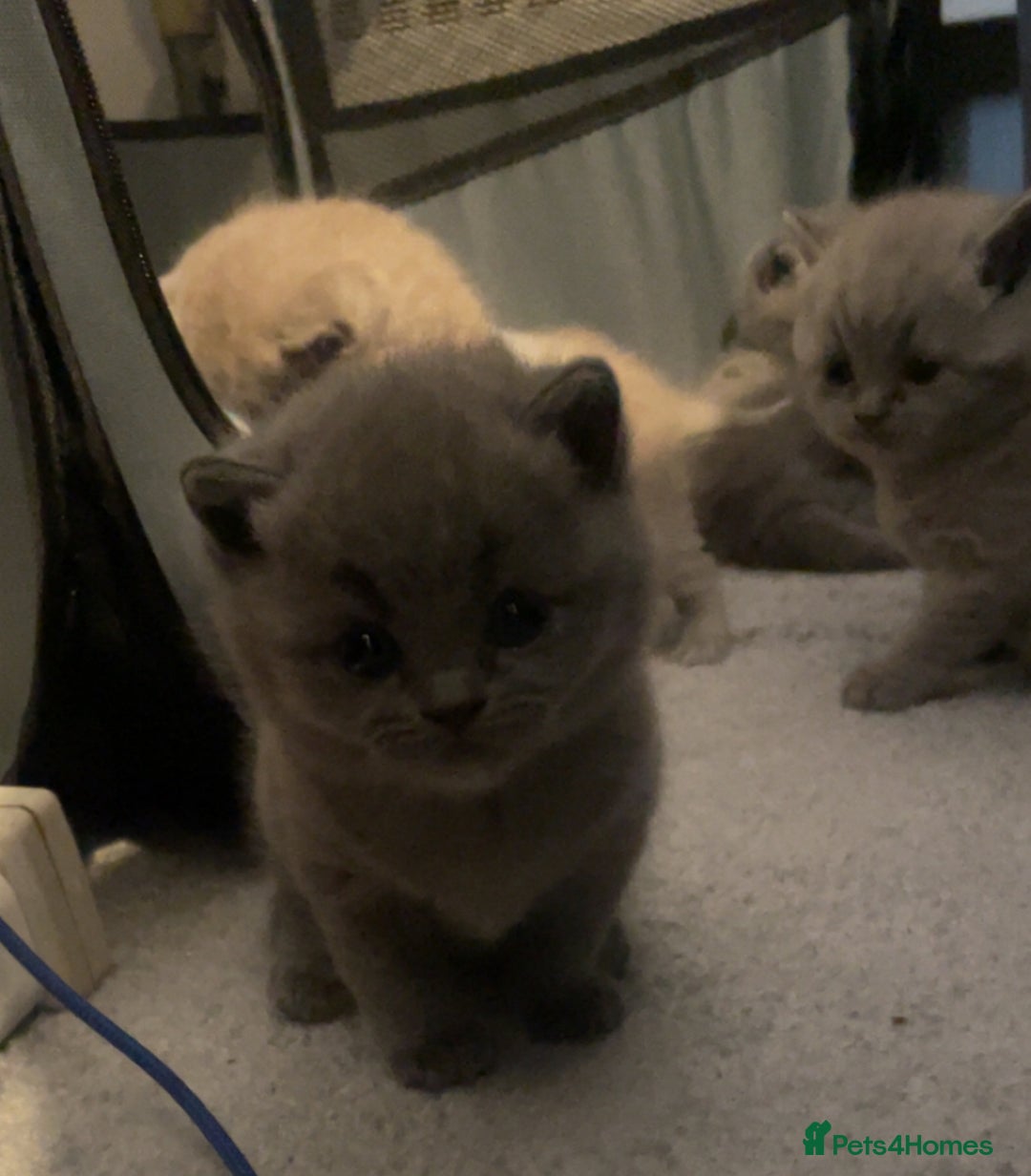 British Shorthair cats for sale:  Pedigree British shorthair kitten - Advert 6