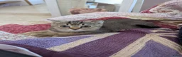 Mixed Breed cats for sale: British Shorthair/ Scottish Fold cross kittens in Doncaster - Advert 8