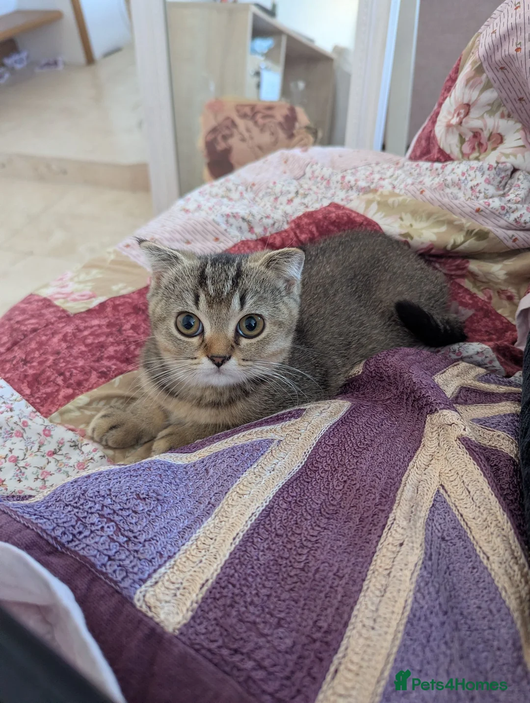 Mixed Breed cats for sale: British Shorthair/ Scottish Fold cross kittens in Doncaster - Advert 8