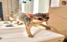 Abyssinian cats for sale: Male Abyssinian Cat Looking for a Loving New Home - Image 11