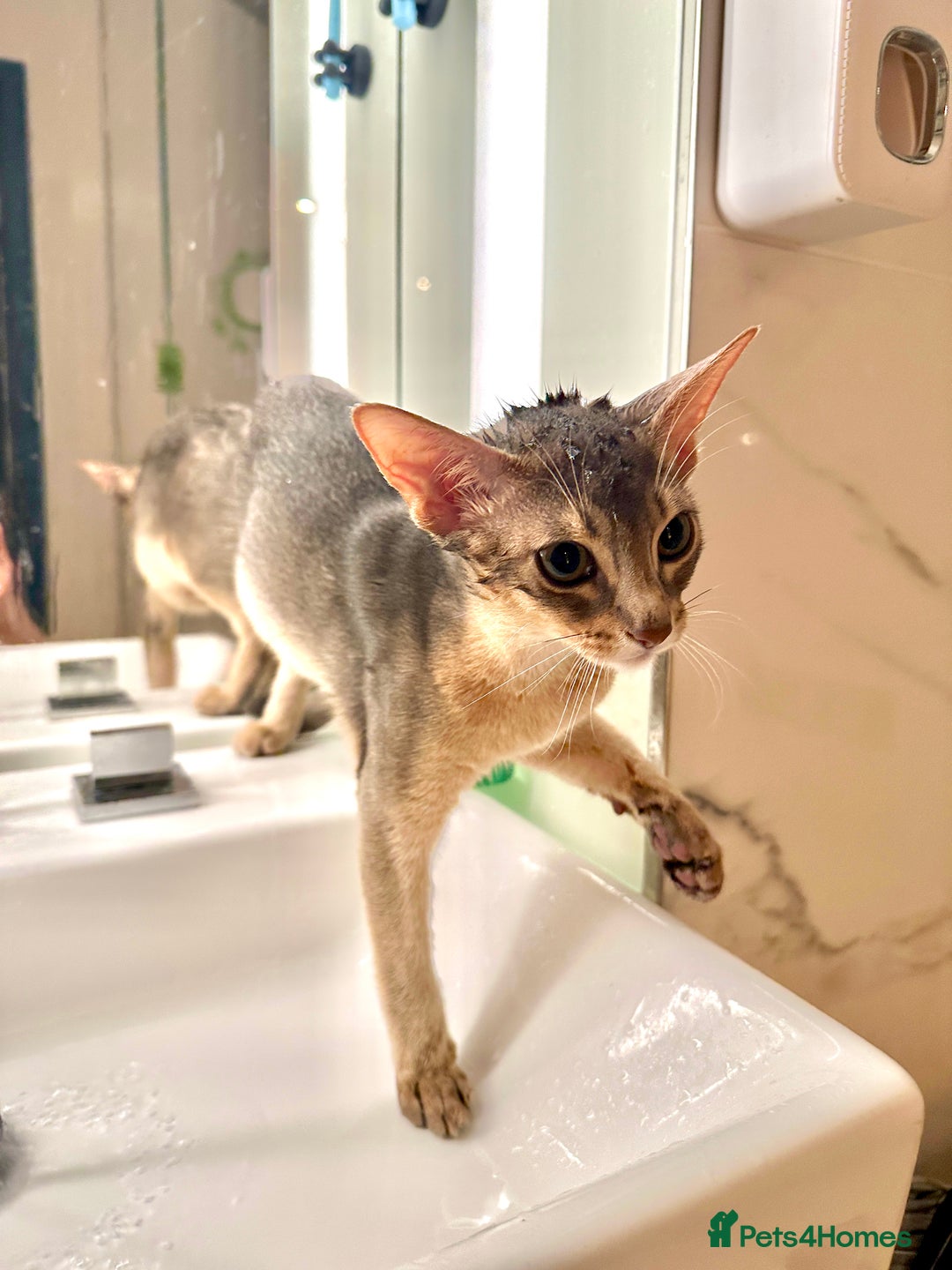 Abyssinian cats for sale: Male Abyssinian Cat Looking for a Loving New Home - Image 11