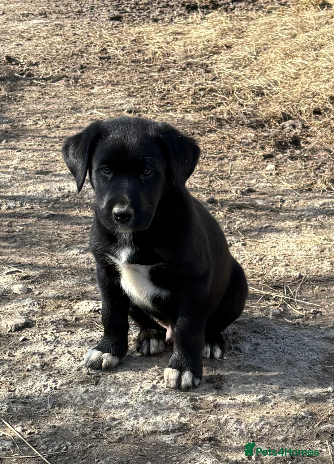 Borador dogs for sale: Beautiful Collie x Labrador puppies  - Advert 1