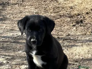 Borador dogs Beautiful Collie x Labrador puppies - Advert 1