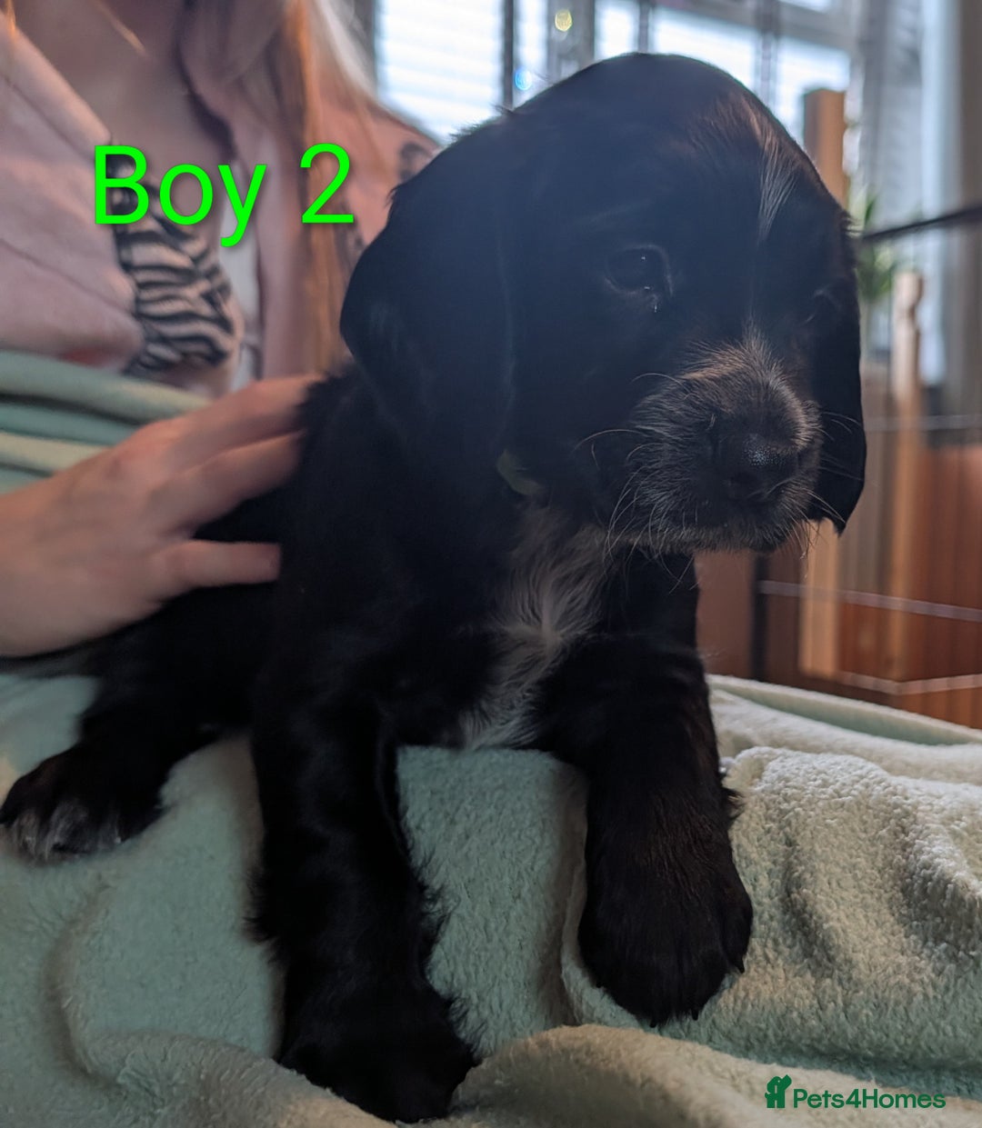 Sprocker dogs for sale: Chunky Sprocker Spaniel puppies - Advert 2