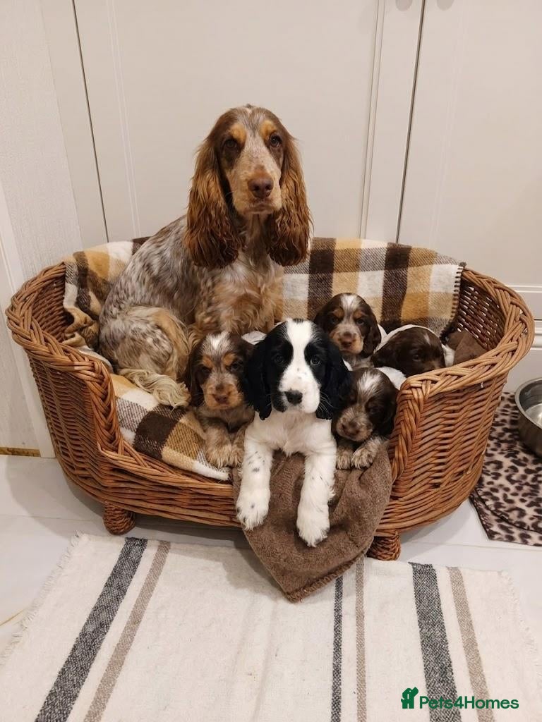 Cocker Spaniel dogs Cocker spaniel puppies - Advert 2