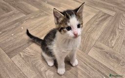 Mixed Breed cats for sale: 5 lovely kittens - Advert 8