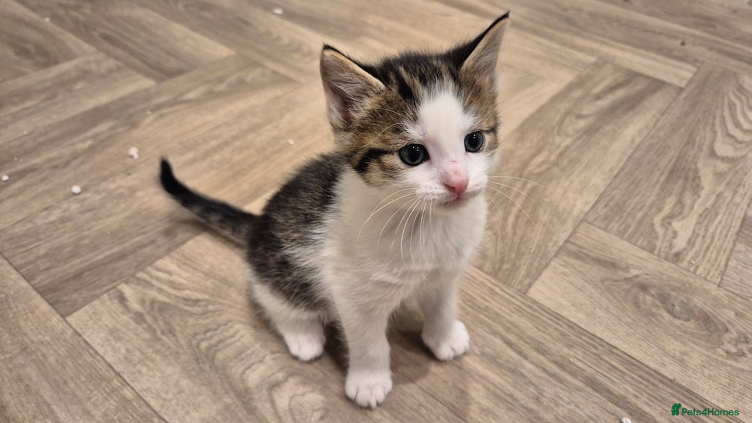 Mixed Breed cats for sale: 5 lovely kittens - Advert 8