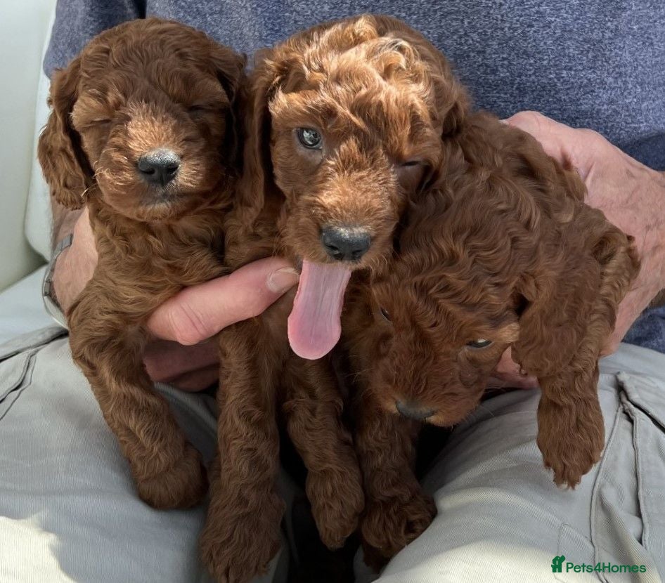Cockapoo dogs 1 Girl/2 boys beautiful red F1B cockapoos - last 3 - Advert 2