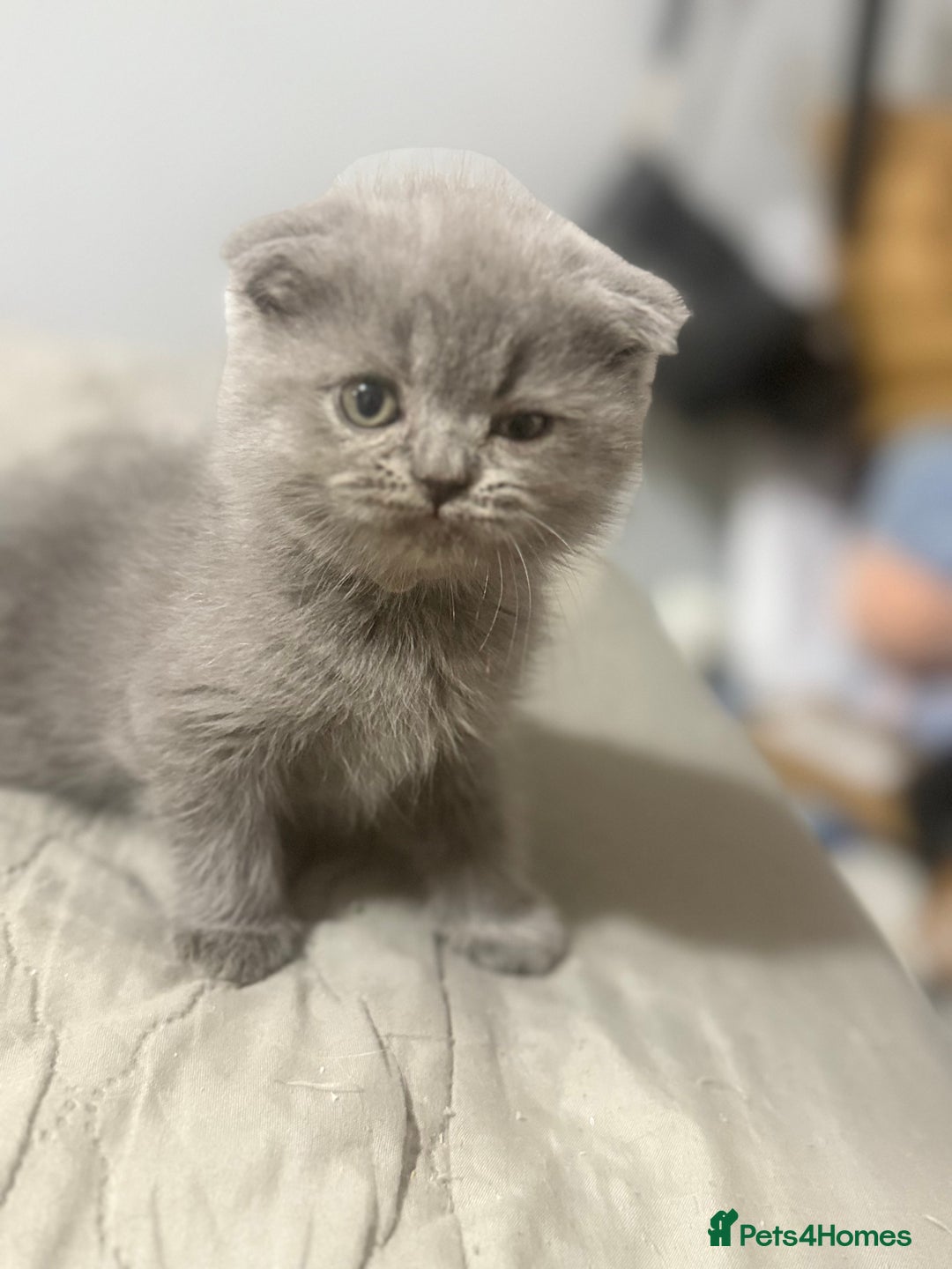 Himalayan cats for sale: 3 kittens Himalayan x Scottish fold Ready now - Image 7