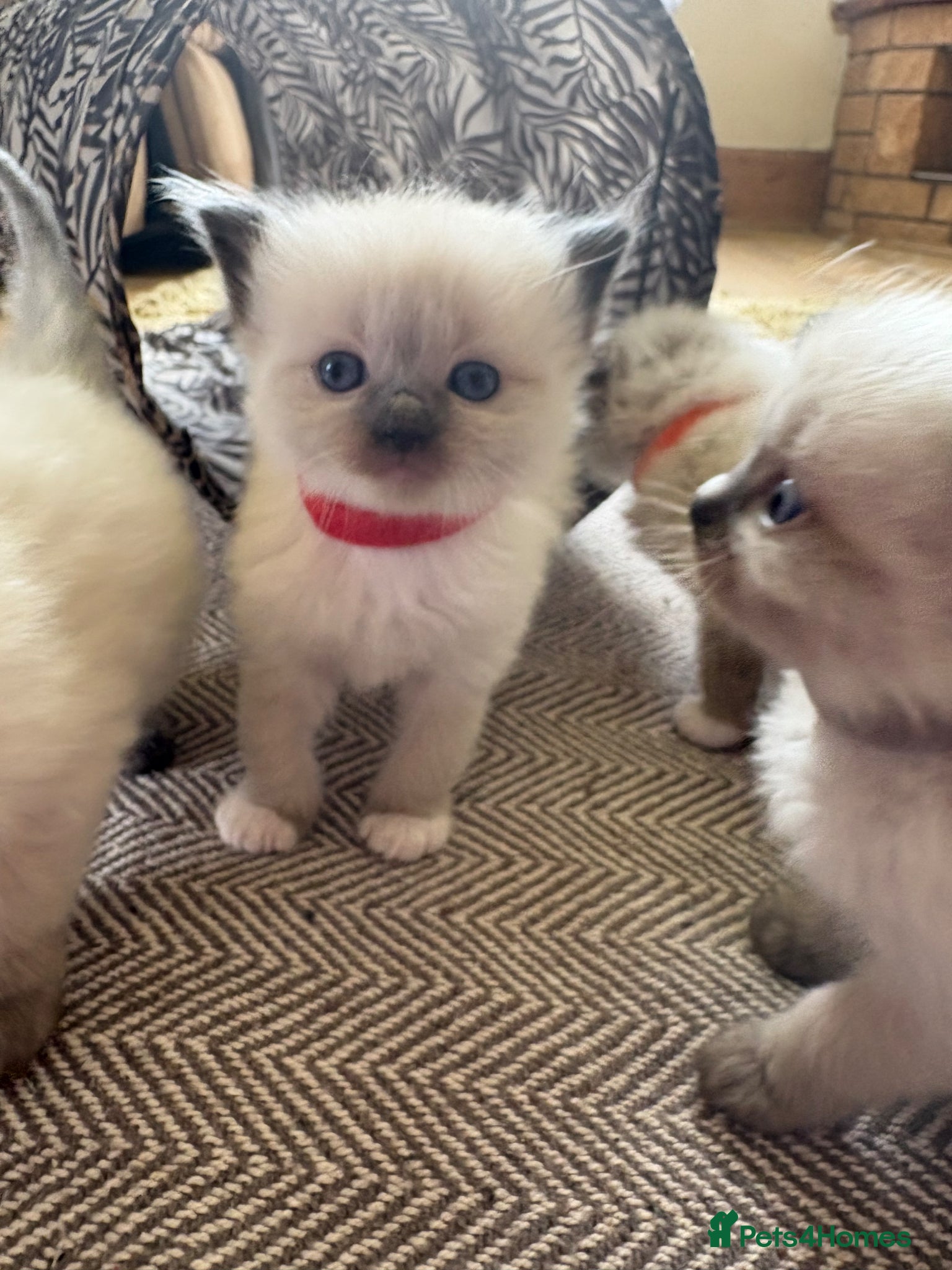 Ragdoll cats Ragdoll kitten  - Advert 10