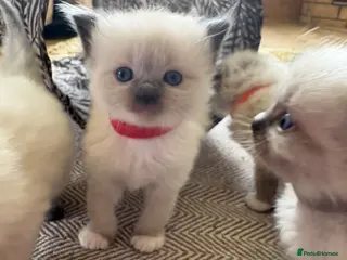 Ragdoll cats Ragdoll kitten - Advert 10