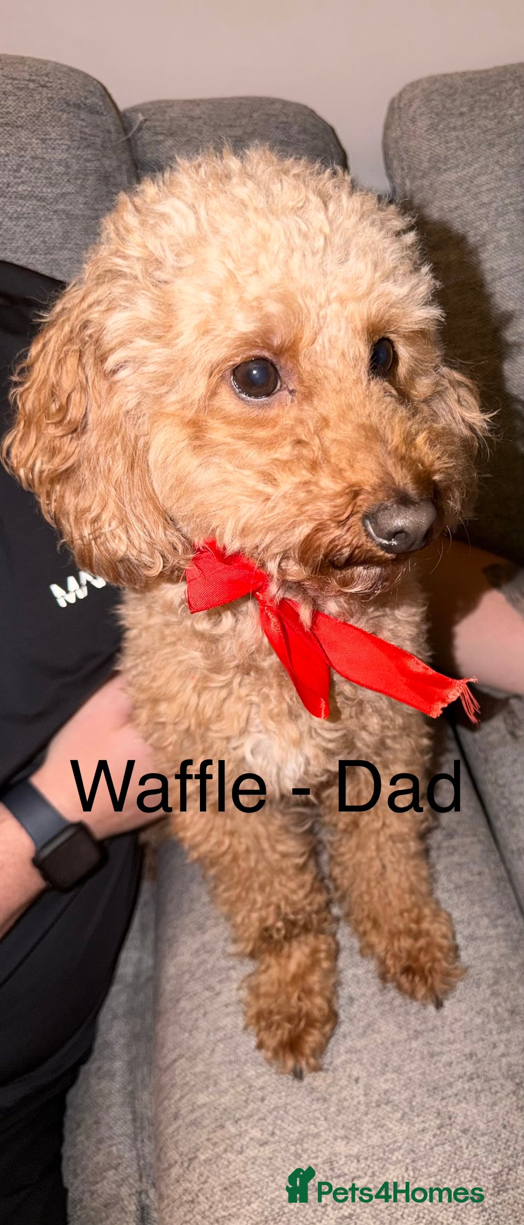 Mixed Breed dogs for sale: Beautiful Sproodles for sale - Advert 4