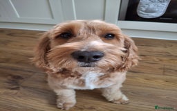 Cockapoo dogs for stud: Stud Available - Handsome F2 Cockapoo called Teddy - Image 6