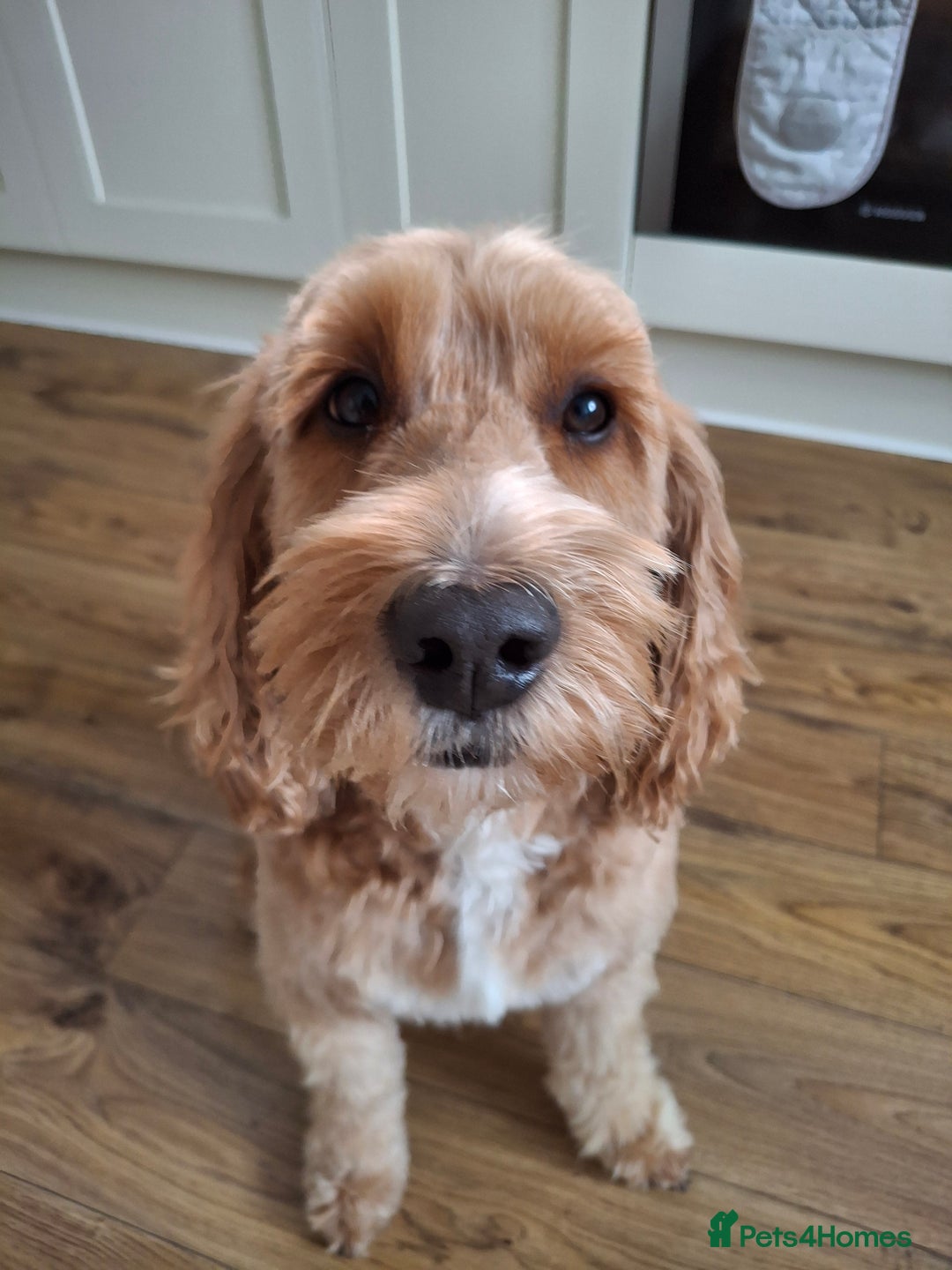 Cockapoo dogs for stud: Stud Available - Handsome F2 Cockapoo called Teddy - Image 6