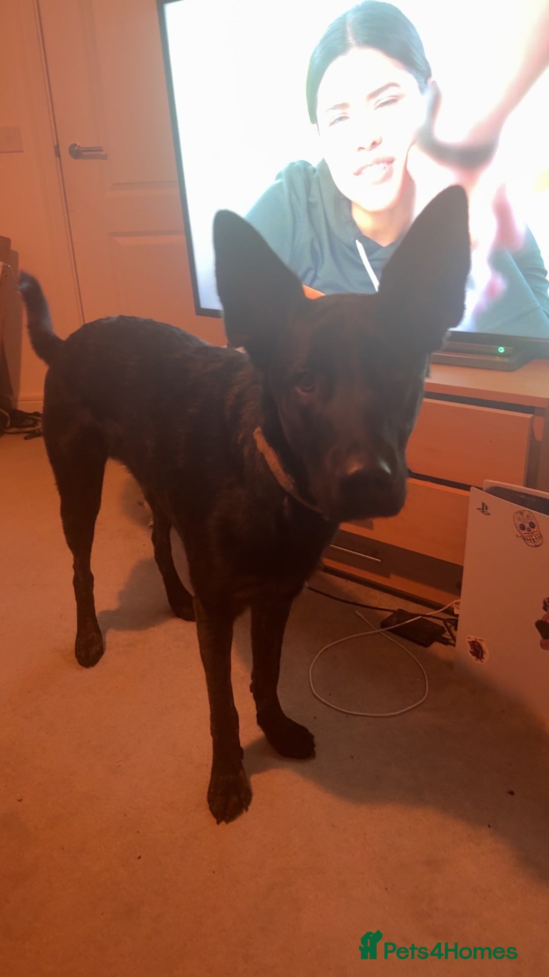 Mixed Breed dogs for sale: German Shepard x doberman - Advert 5