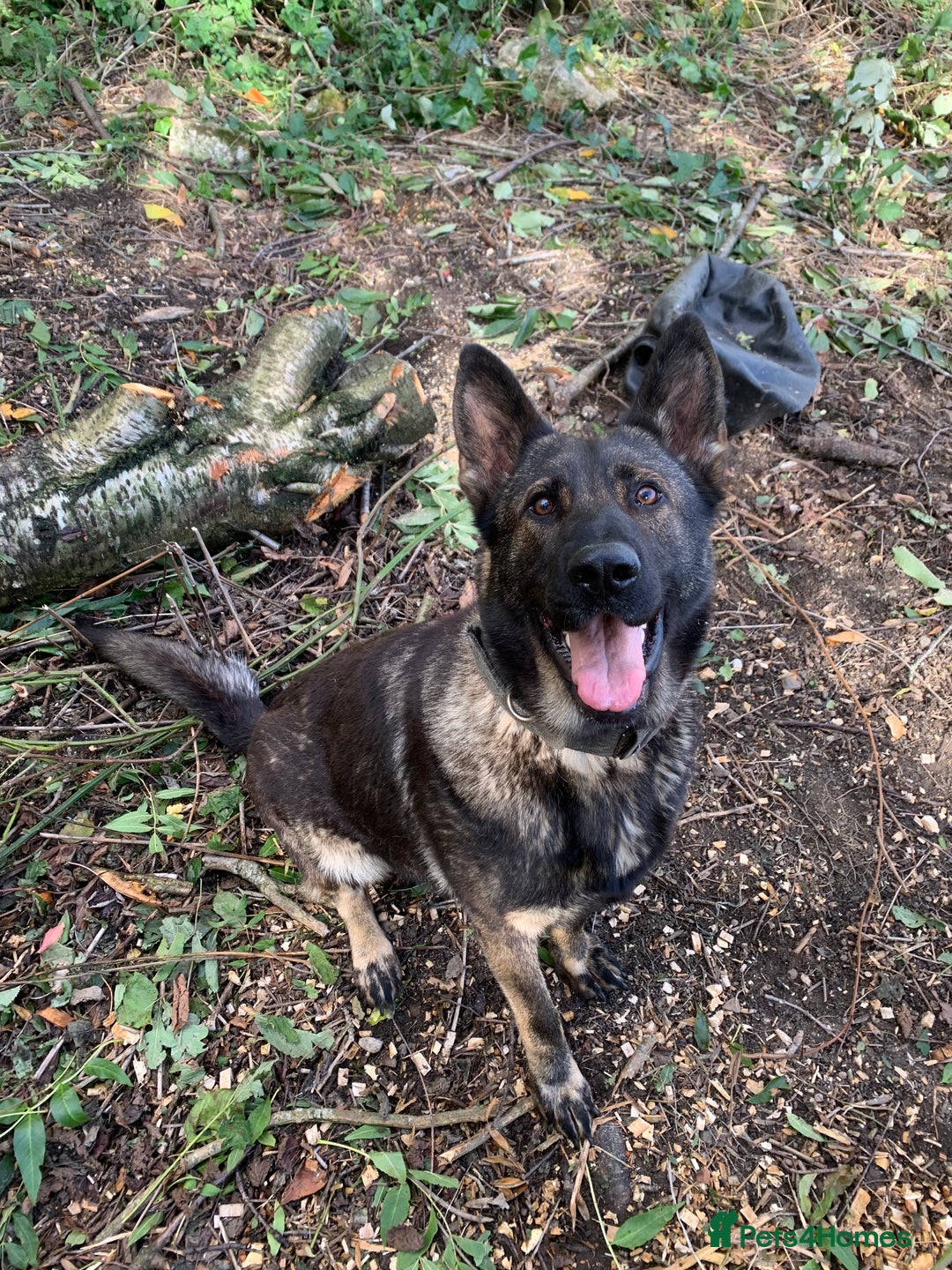 Mixed Breed dogs for sale: Gorgeous GSD X Belgian Malinois Pups Available - Advert 11